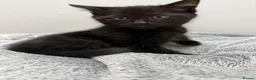 Domestic Shorthair cats for sale: Smokey grey and black British shorthair kittens - Advert 5