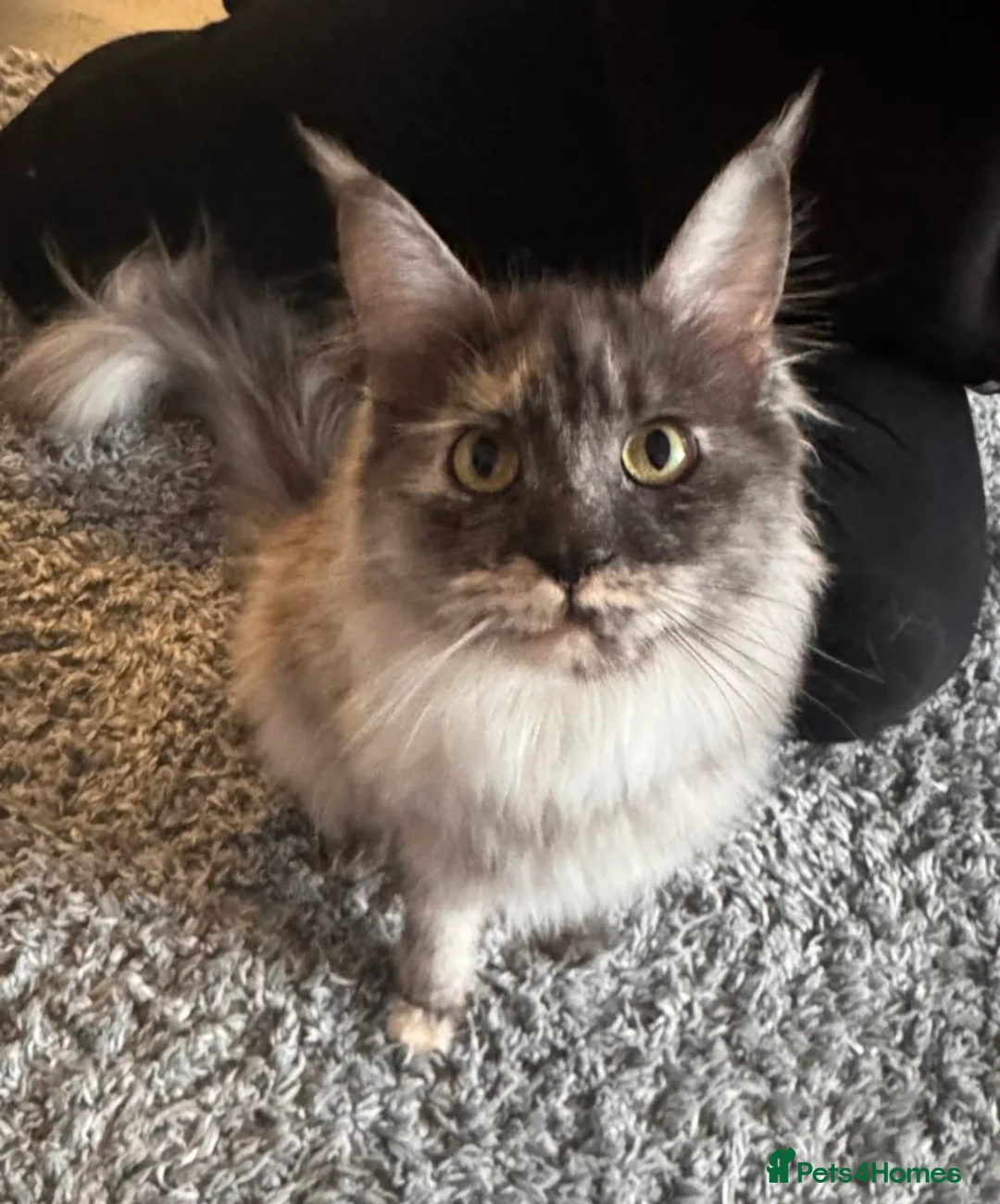 Maine Coon cats for sale: 10 month old female Maine Coon  - Advert 1