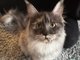 Maine Coon cats 10 month old female Maine Coon - Advert 1