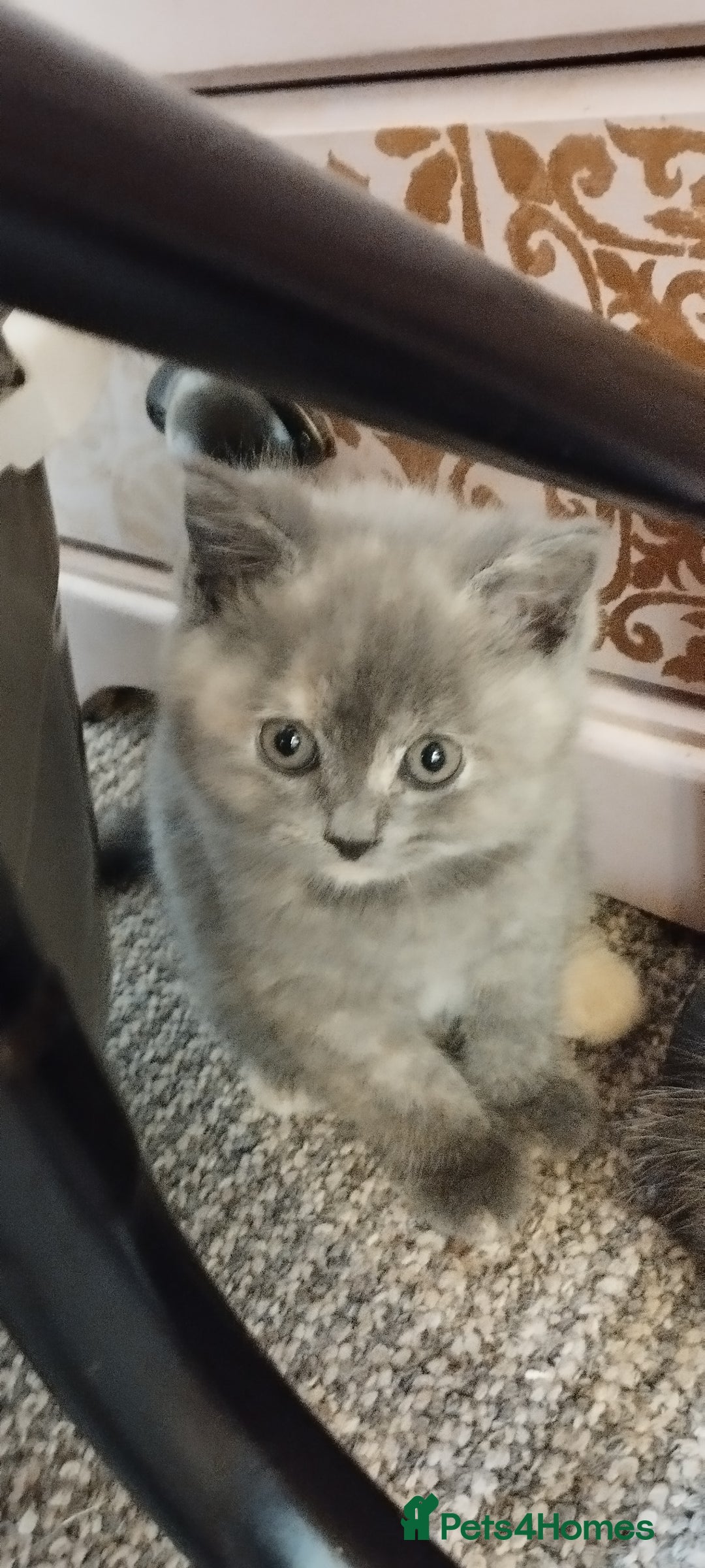 Mixed Breed cats for sale: One boy and 2 girls looking for home - Image 10