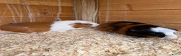Guinea Pig rodents for sale: 2 Female guinea pigs 1 male - Advert 3