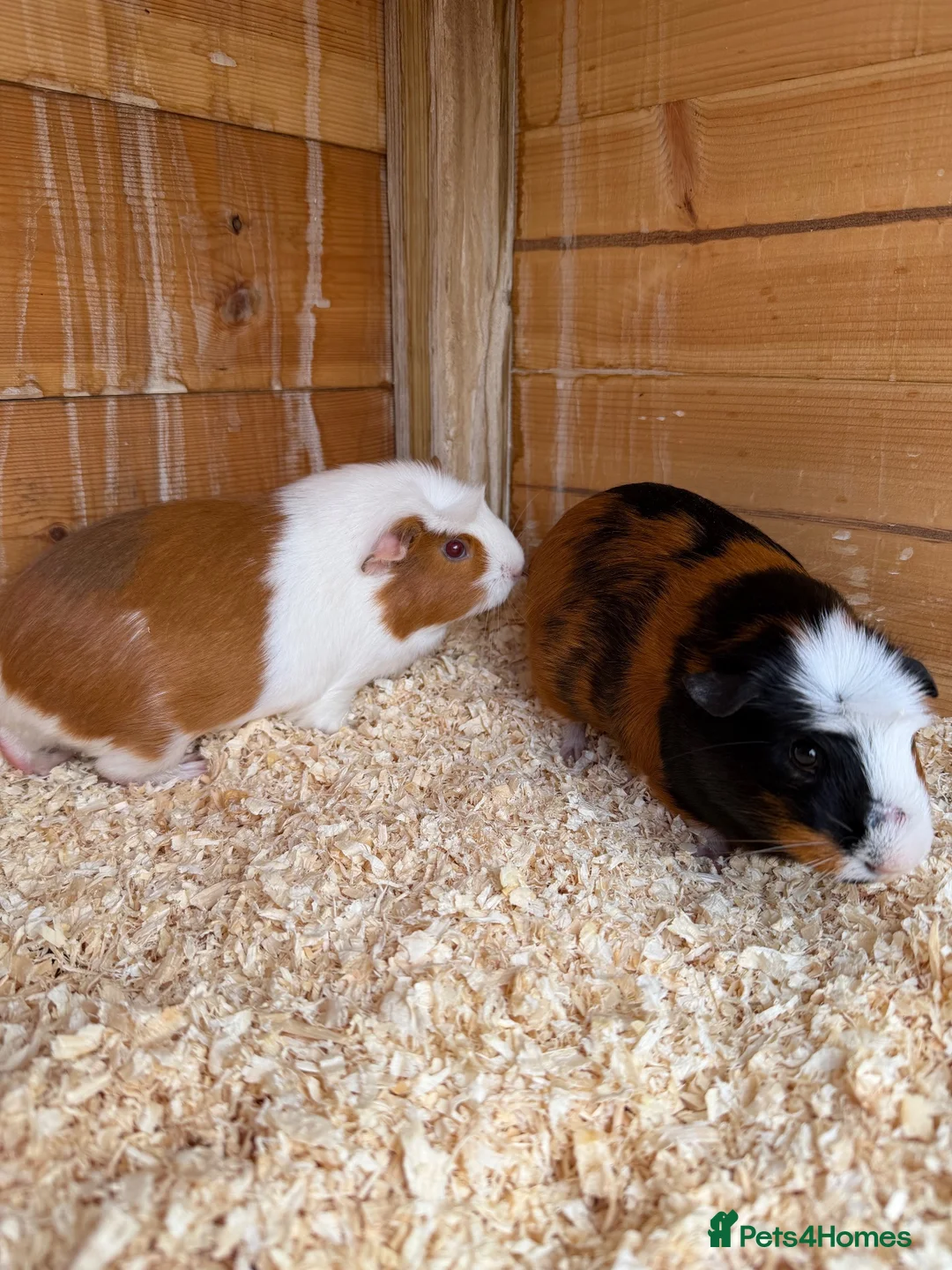 Guinea Pig rodents for sale: 2 Female guinea pigs 1 male - Advert 3