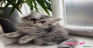 Persian cats - Advert 1