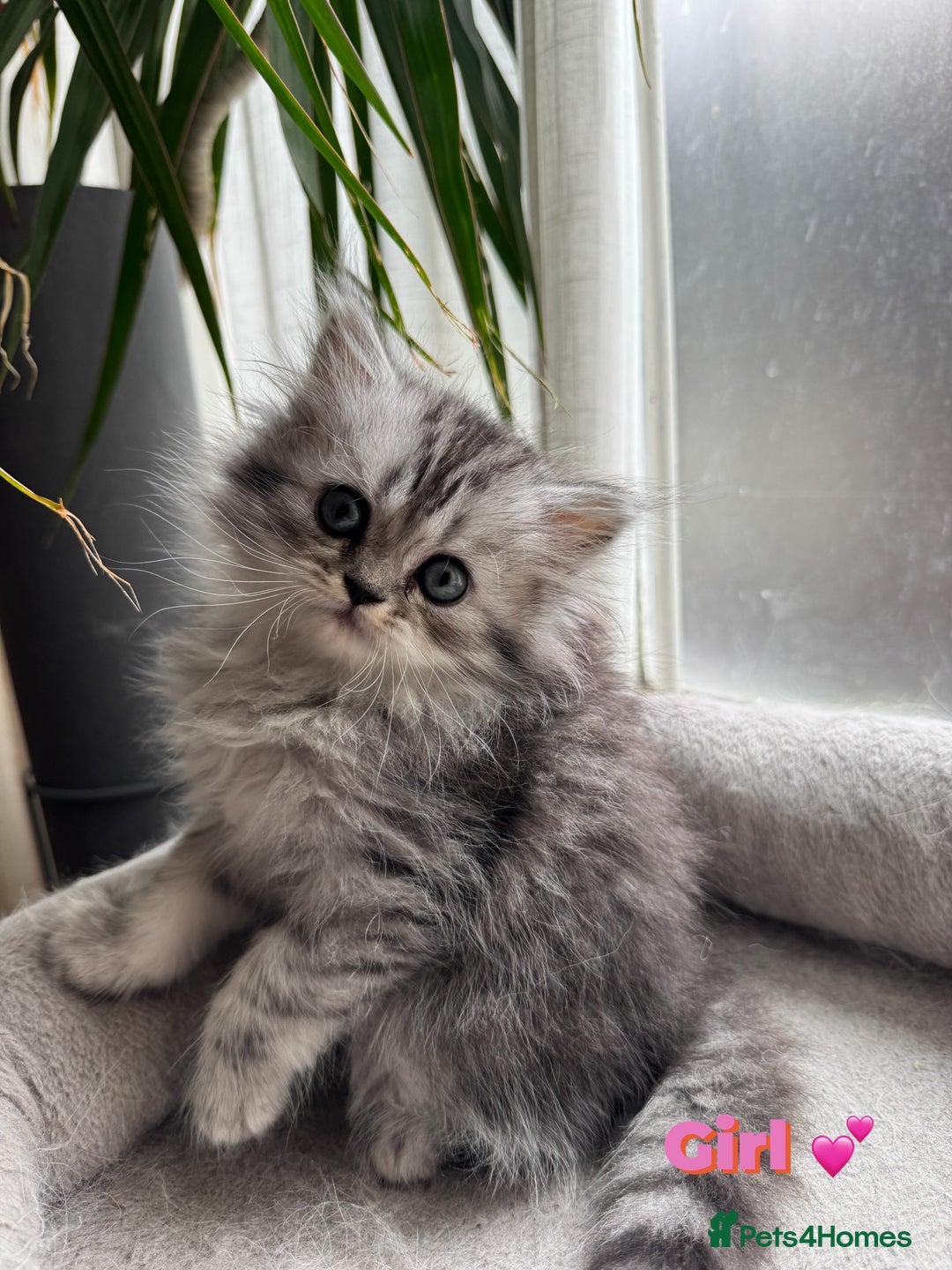Persian cats for sale: 🐾Fluffy Chinchilla Persian kittens for Sale🐾 - Image 3