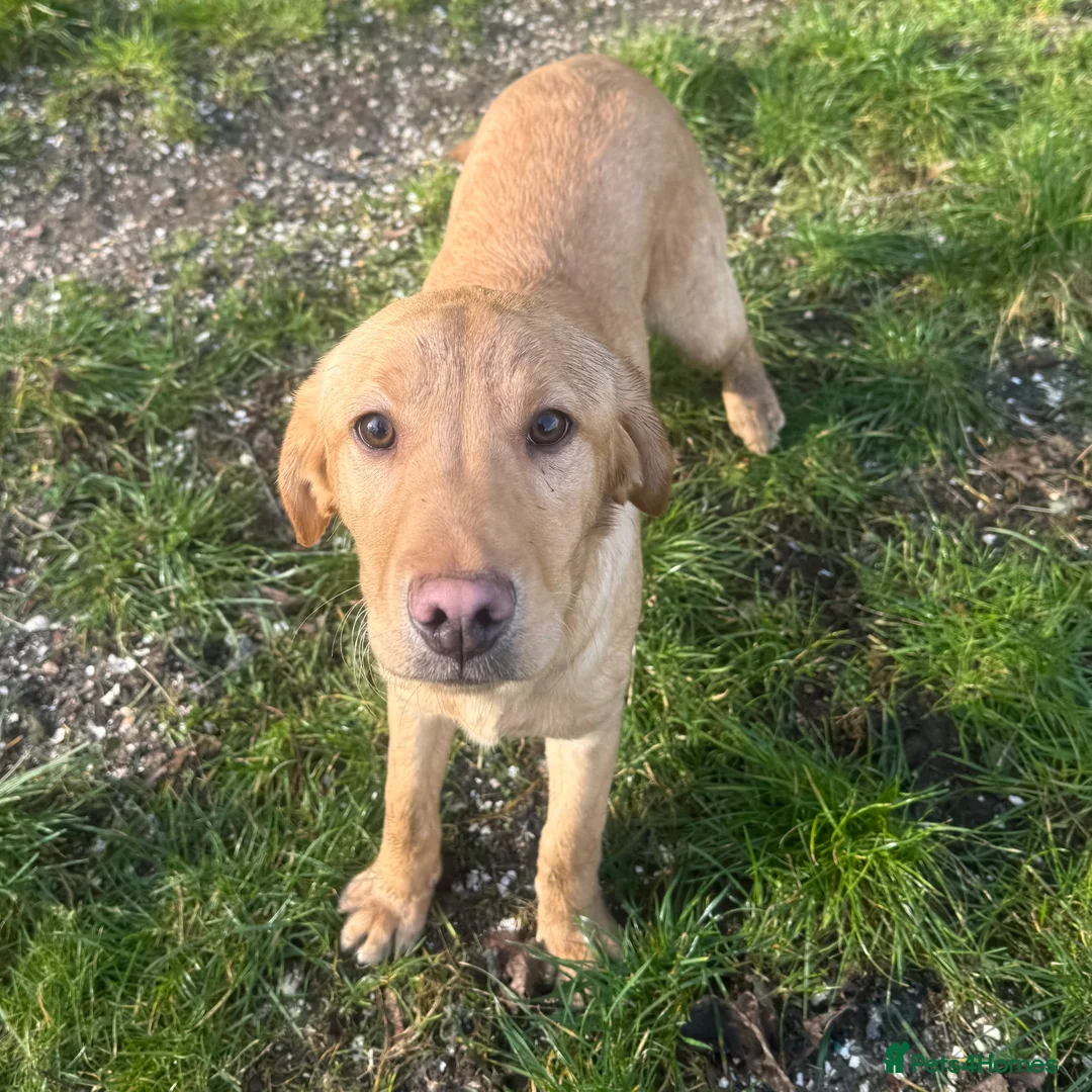 Labrador Retriever dogs for sale: 🧡 Older Yellow & Red RKC Labrador Boys 💛 - Advert 23