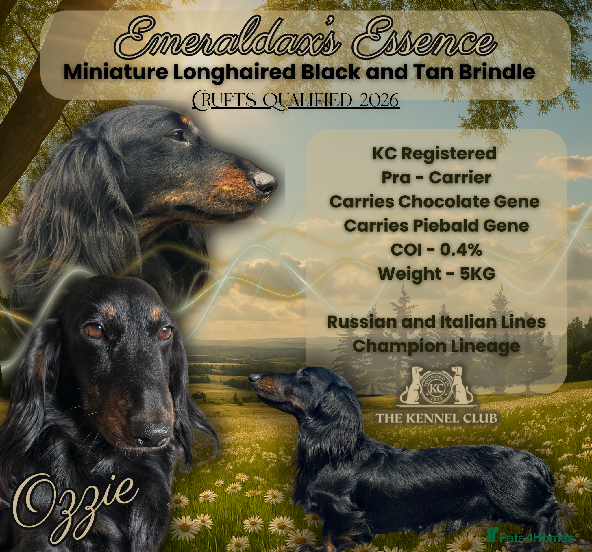 Miniature Dachshund dogs Black and Tan brindle - Miniature longhair STUD in Manchester - Advert 2