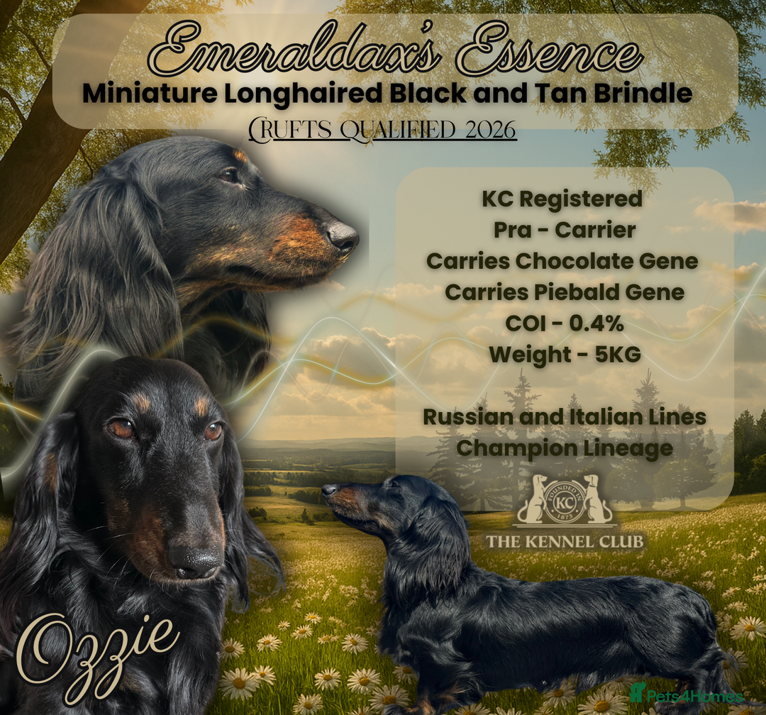 Miniature Dachshund dogs for stud: Black and Tan brindle - Miniature longhair STUD in Manchester - Advert 1
