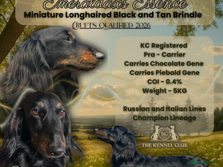 Miniature Dachshund dogs in Manchester - Advert 31