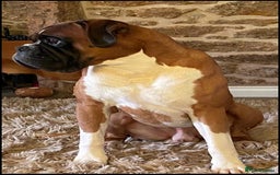 Boxer dogs for sale: Gorgeous Boxer Puppies  - Image 8