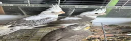 Cockatiels birds for sale: Baby cockatiels for sale - ready to leave now  - Advert 8