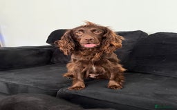 Cocker Spaniel dogs for sale: Cocker Spaniels - due in 3 weeks! Wait list open! - Image 3