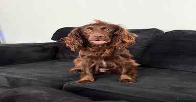 Cocker Spaniel dogs - Advert 8