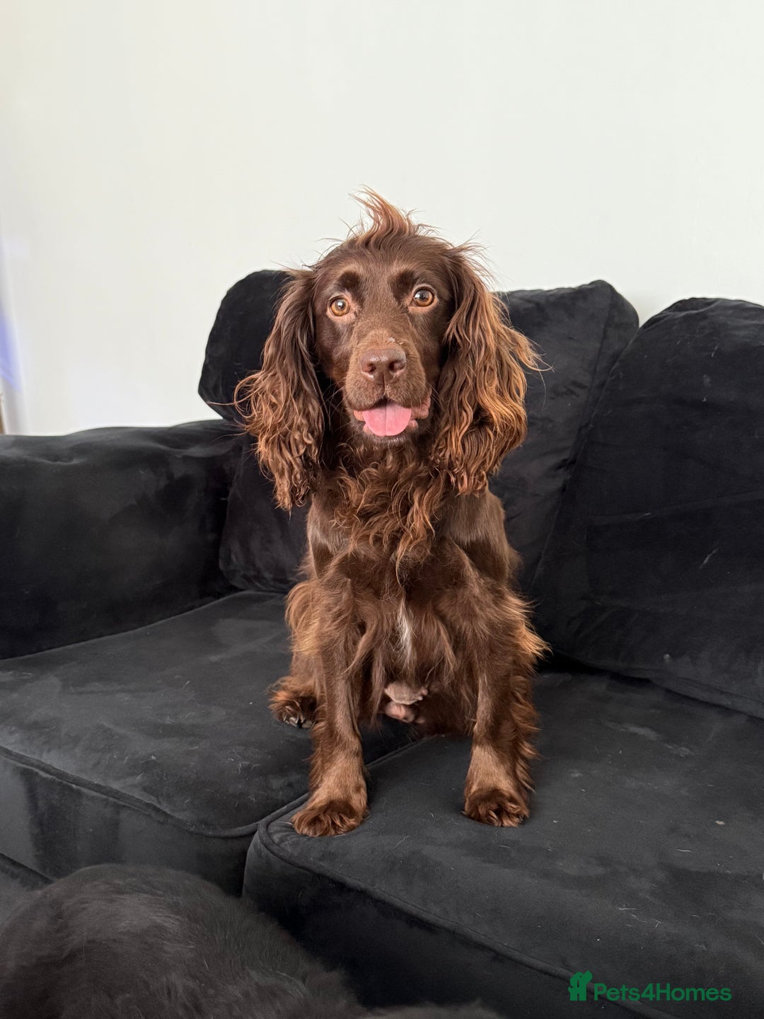 Cocker Spaniel dogs for sale: Cocker Spaniels - due in 3 weeks! Wait list open! - Image 3
