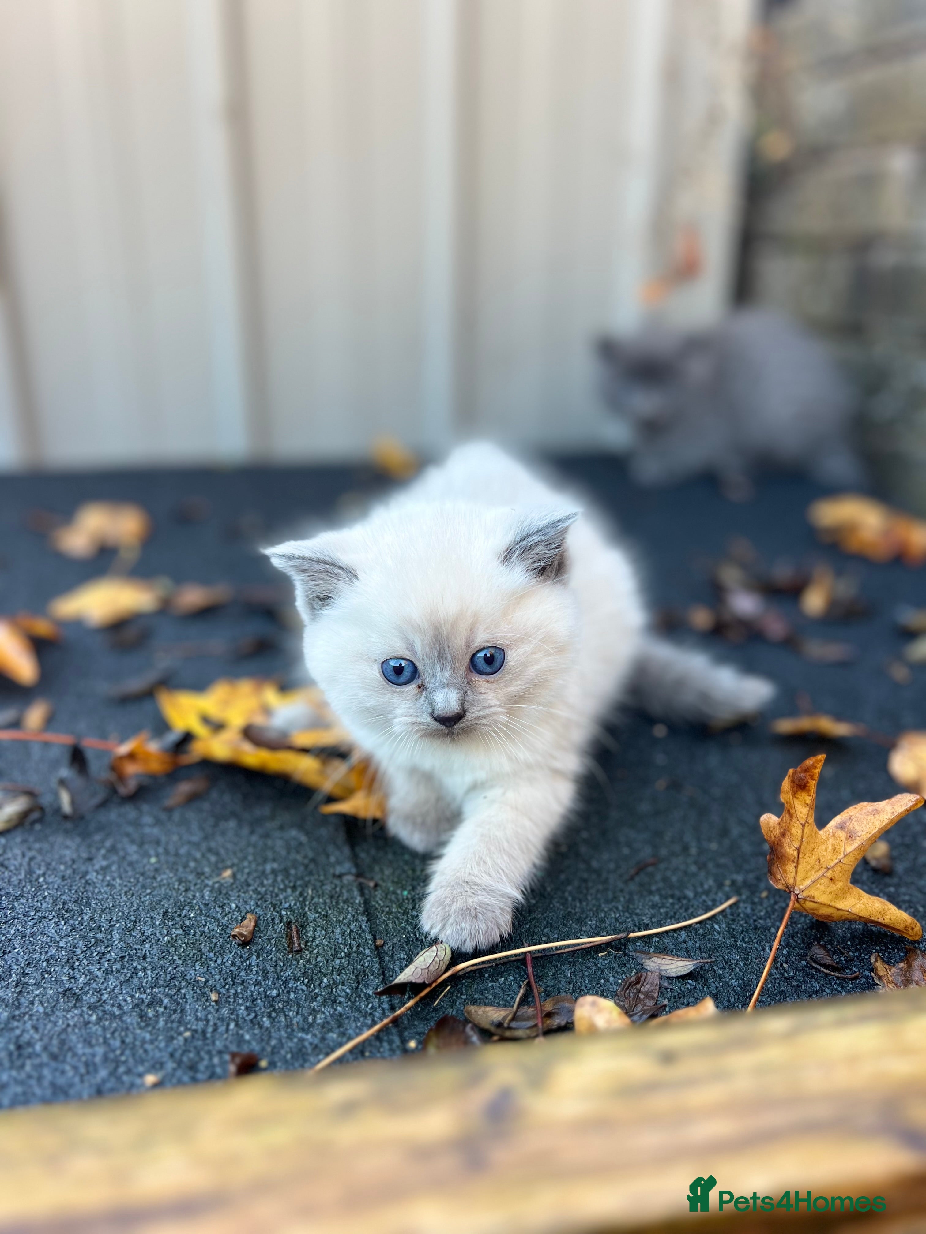 British Shorthair cats Beautiful British Shorthair Kittens - Advert 10