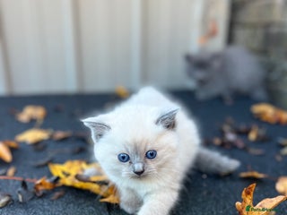 British Shorthair cats - Advert 4
