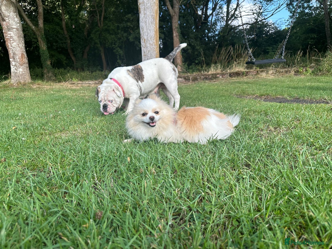 Pomeranian dogs for sale: Gorgeous KCreg female Pomeranian  - Image 8
