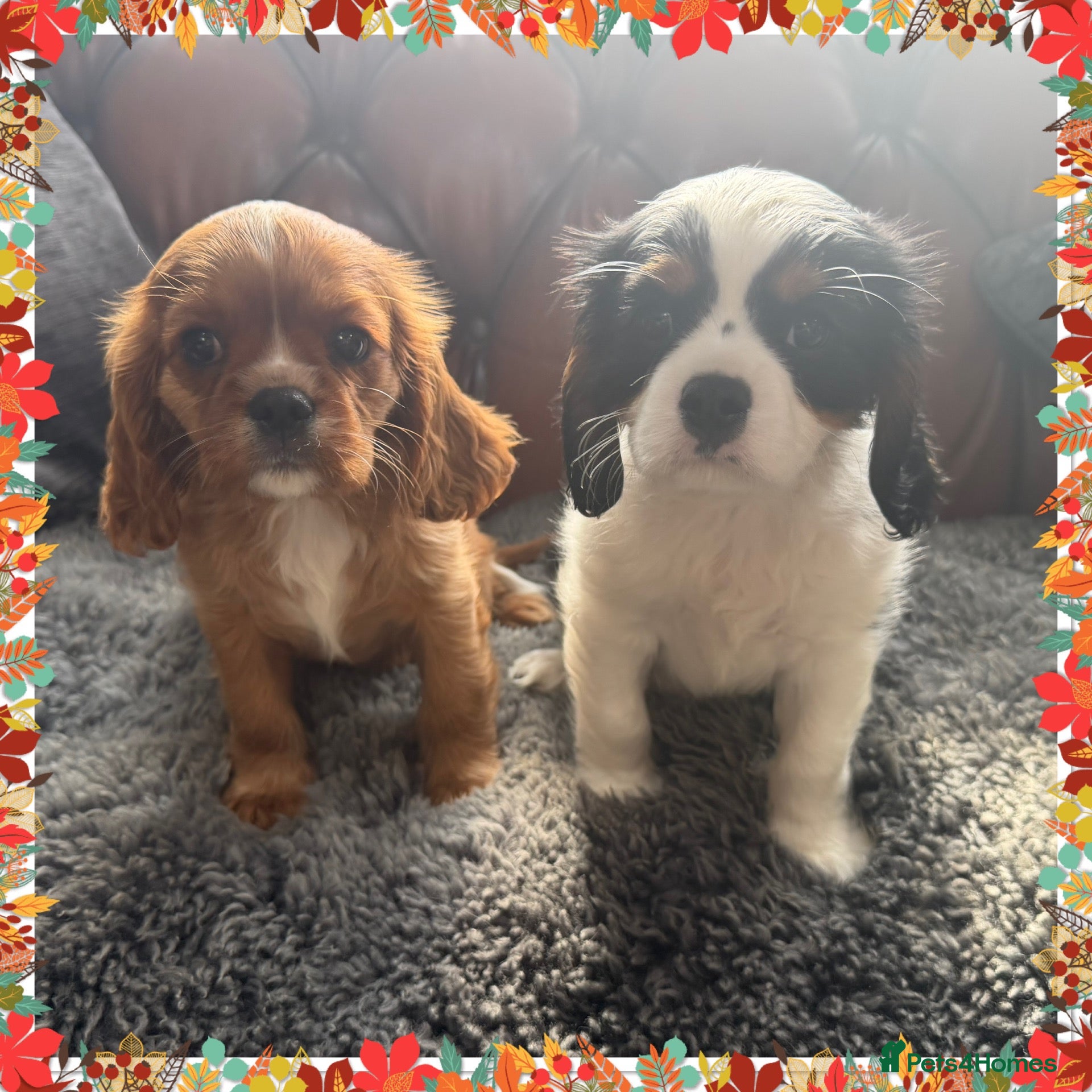 Cavalier King Charles Spaniel dogs King Charles cavalier puppies  - Advert 1