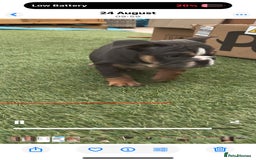 English Bulldog dogs for sale: Last male and female  - Image 4