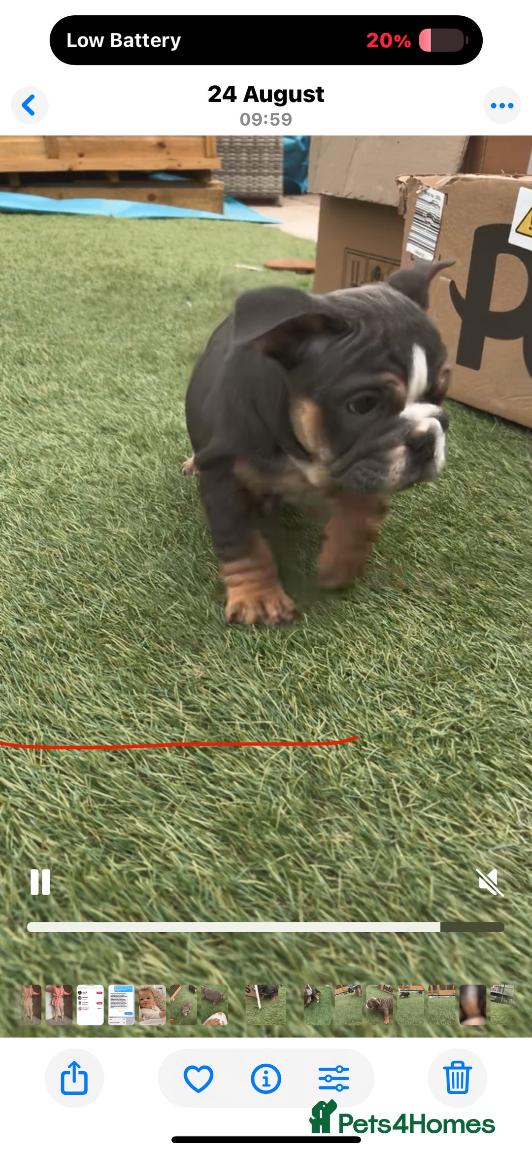 English Bulldog dogs for sale: Last male and female  - Image 4