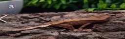 Gecko reptiles for sale: Juvenile Crested Geckos with full Lineage - Advert 12