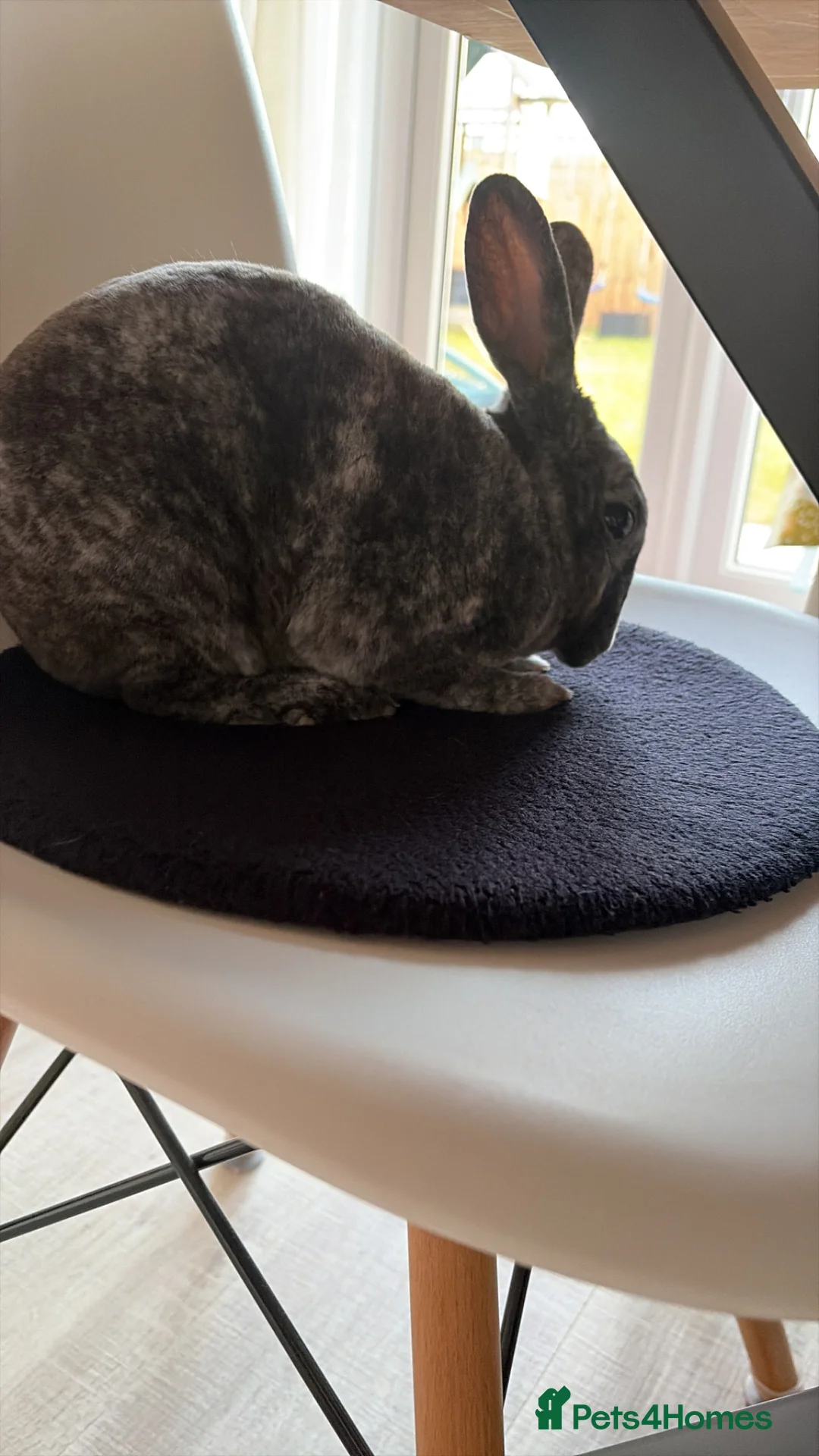 Rex rabbits for sale: Mini Rex magpie colouring female rabbit in Liverpool - Advert 1