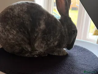 Rex rabbits Mini Rex magpie colouring female rabbit - Advert 7