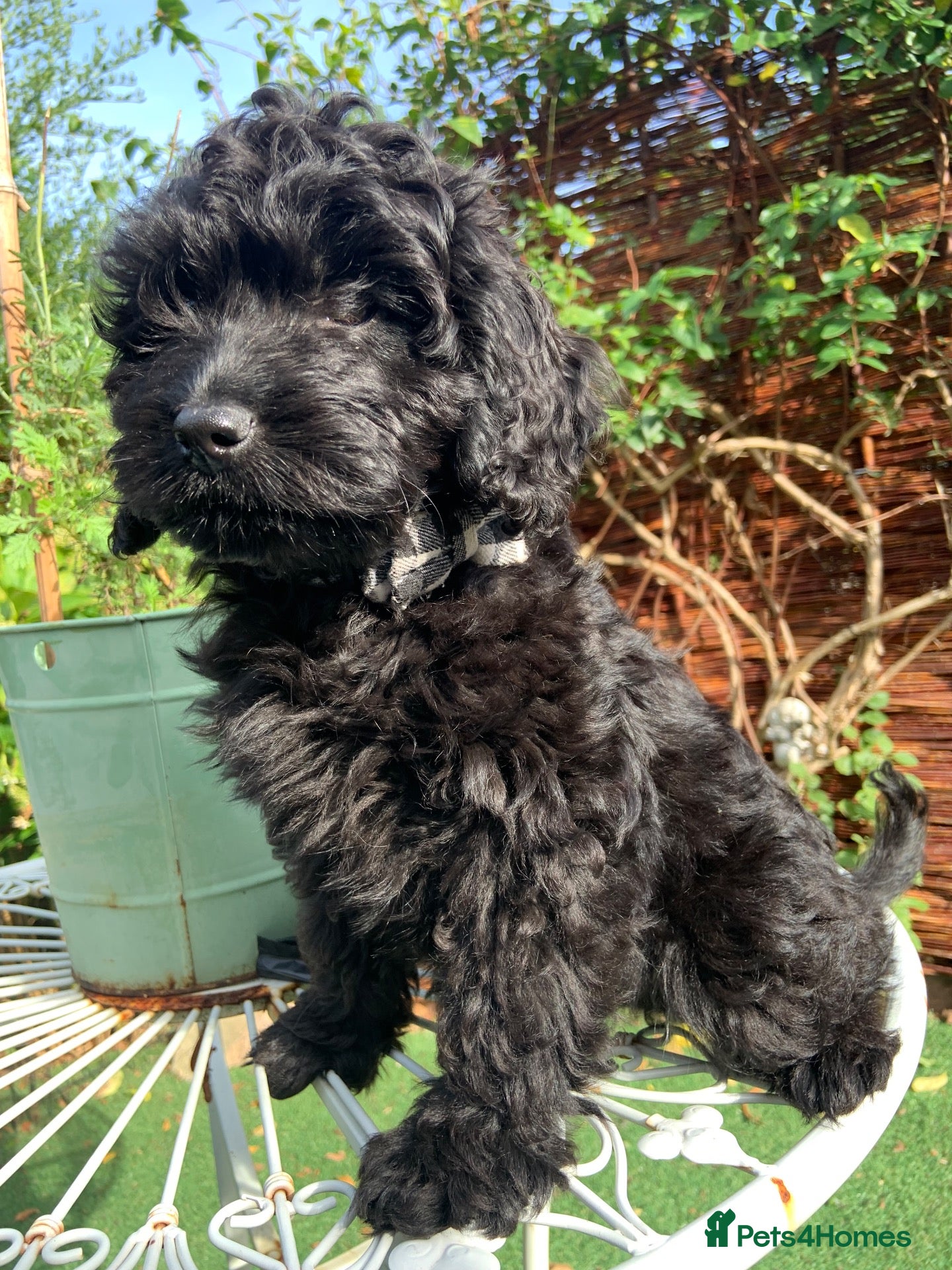 Cockapoo dogs F1 cockapoo curly black boy - Advert 13
