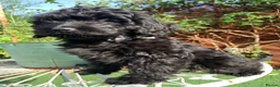 Cockapoo dogs for sale: F1 cockapoo curly black boy - Advert 1