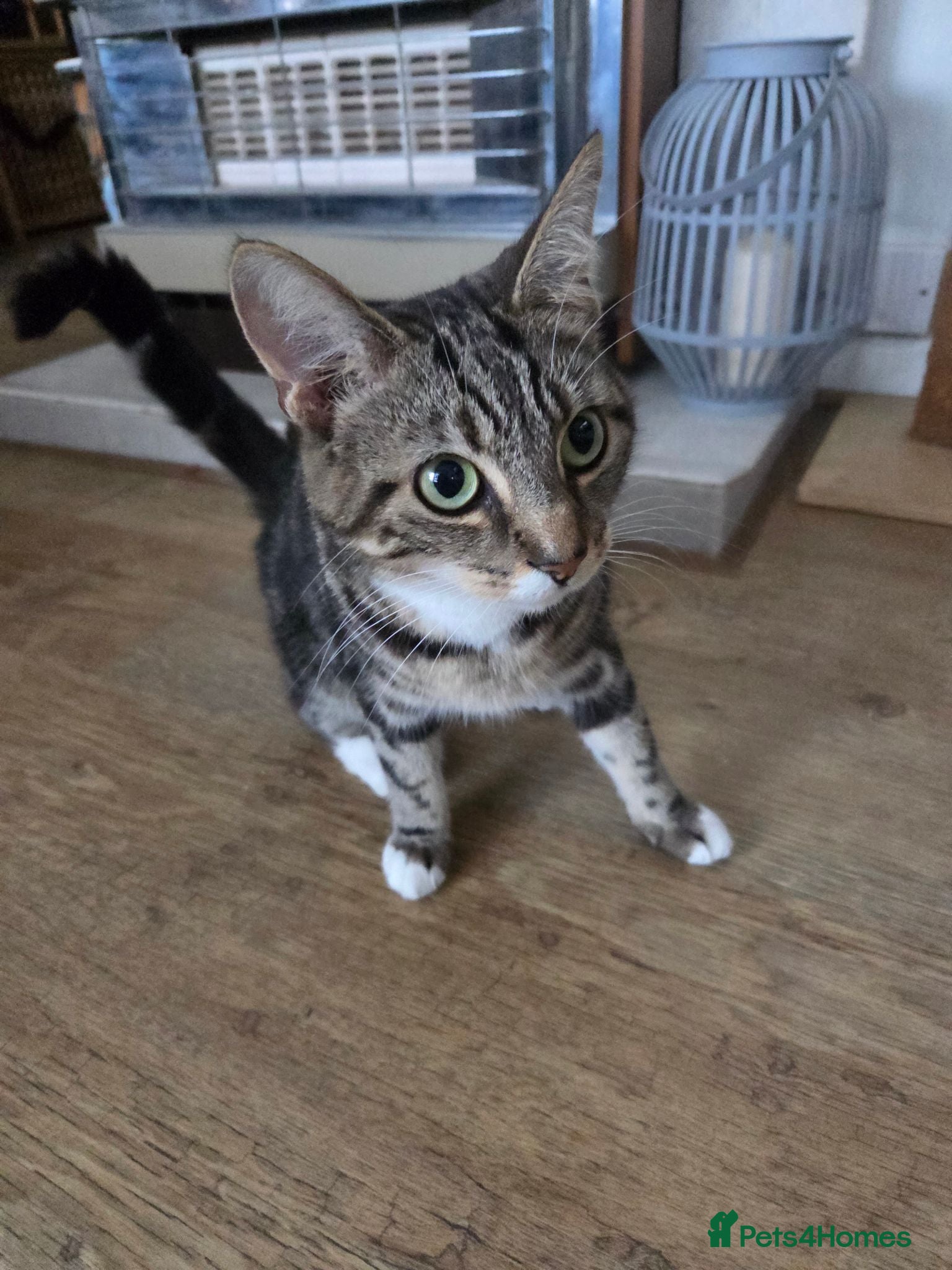 Mixed Breed cats 5 Kittens looking for new home  - Advert 1