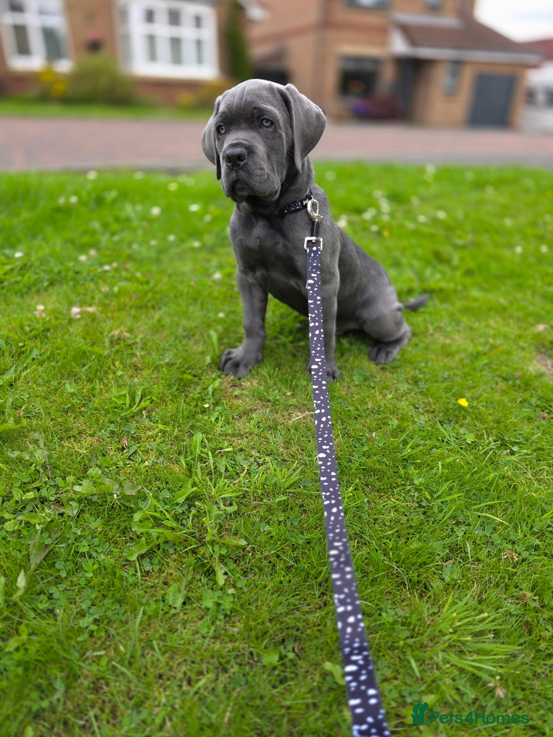 Cane Corso dogs for sale: Cane corso puppies  - Image 11