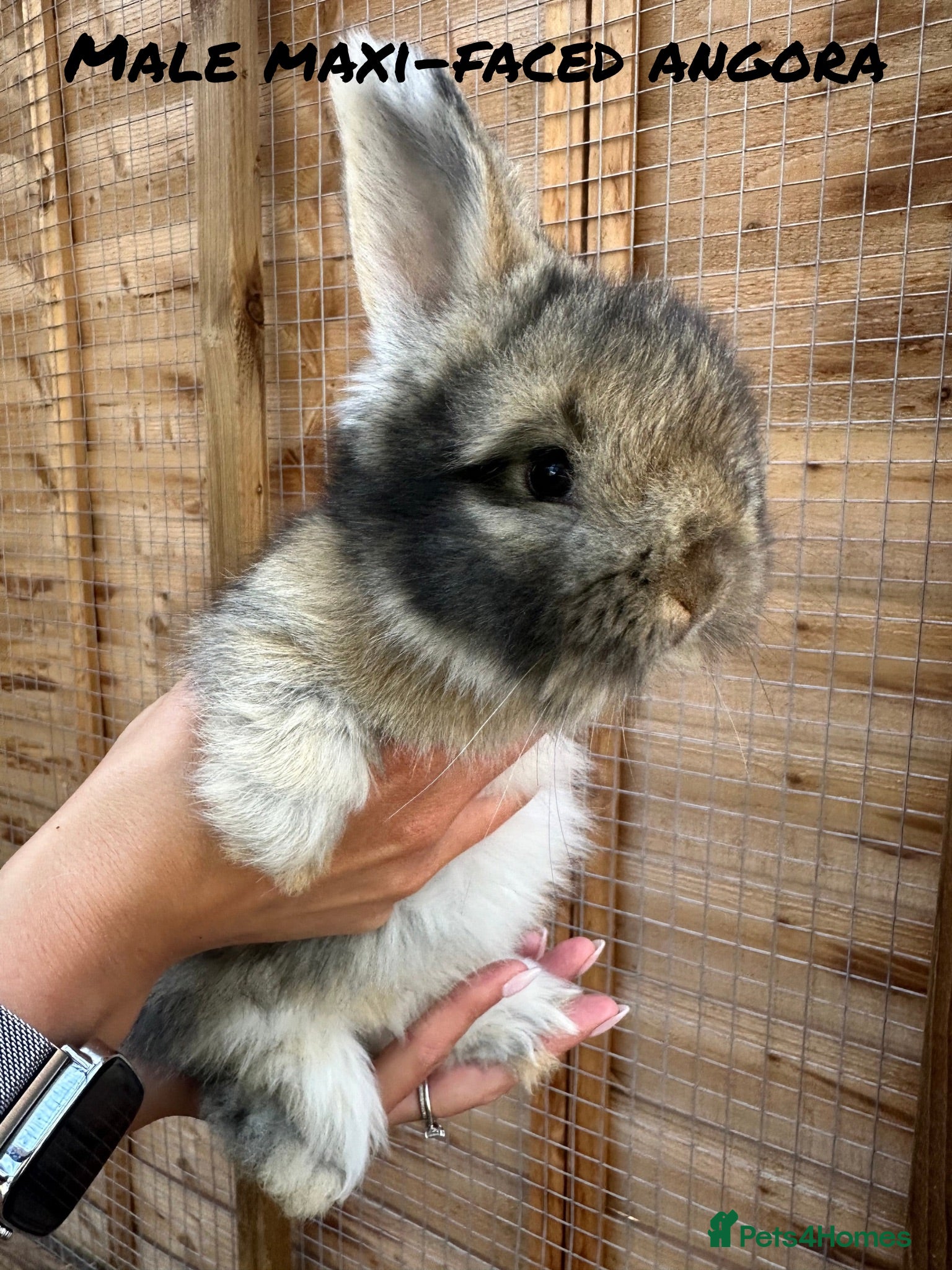 Angora rabbits Maxi-Faced Angora Babies - Advert 3