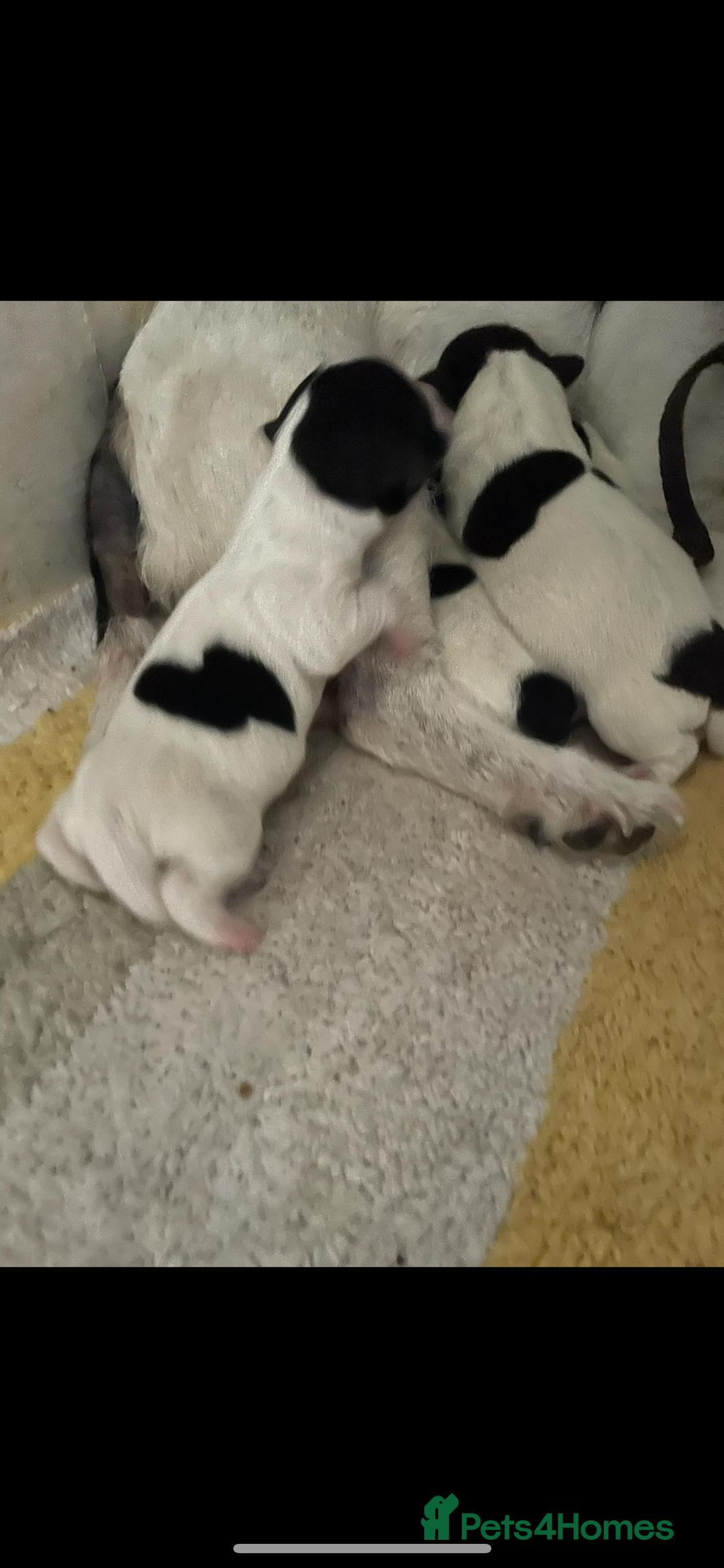 Jack Russell dogs for sale: Jack russell puppies  - Image 13