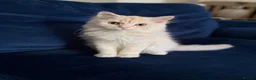 British Longhair cats for sale: Rare Fluffy Cream British longhair Kitten  in Bradford - Advert 4