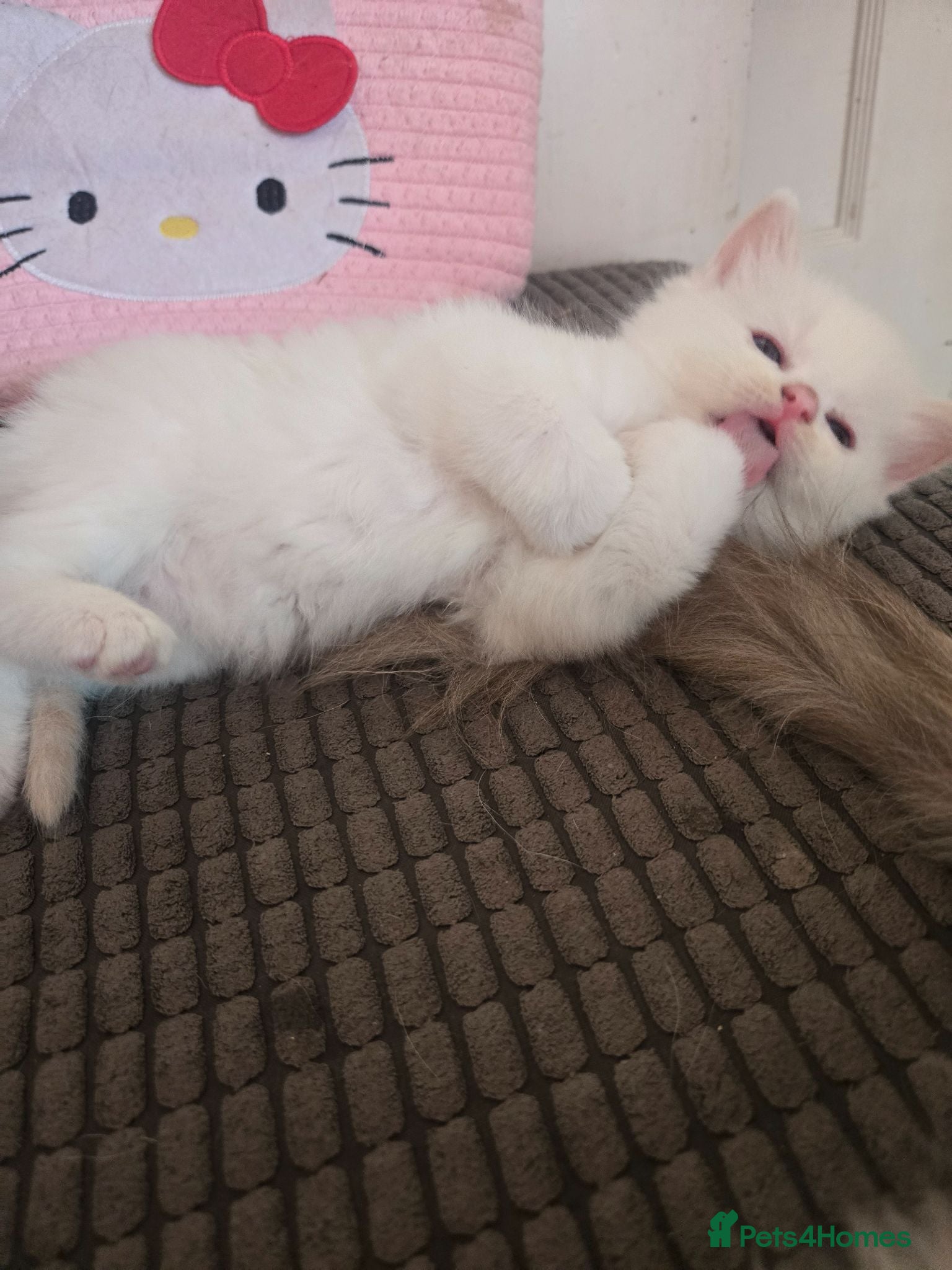 Ragdoll cats Xx Male Ragdoll kitten xX - Advert 9