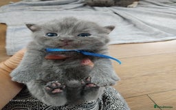 British Shorthair cats for sale: Blue British sorthair kittens available - Image 8