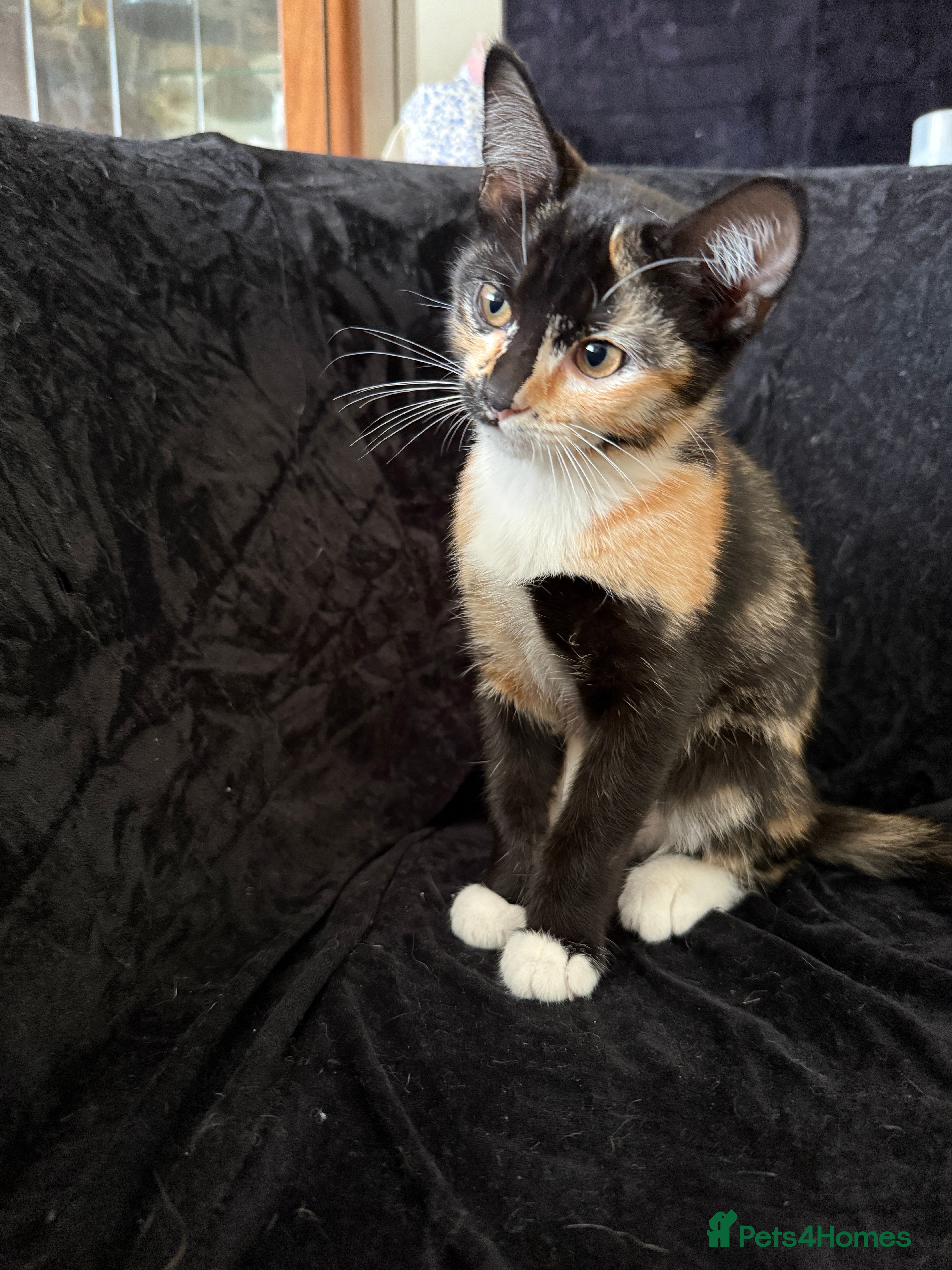 Domestic Shorthair Kitten 6