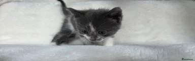 Grey&White Tuxedo