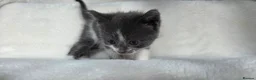 British Shorthair cats for sale: MIXED British Shorthair - Advert 17