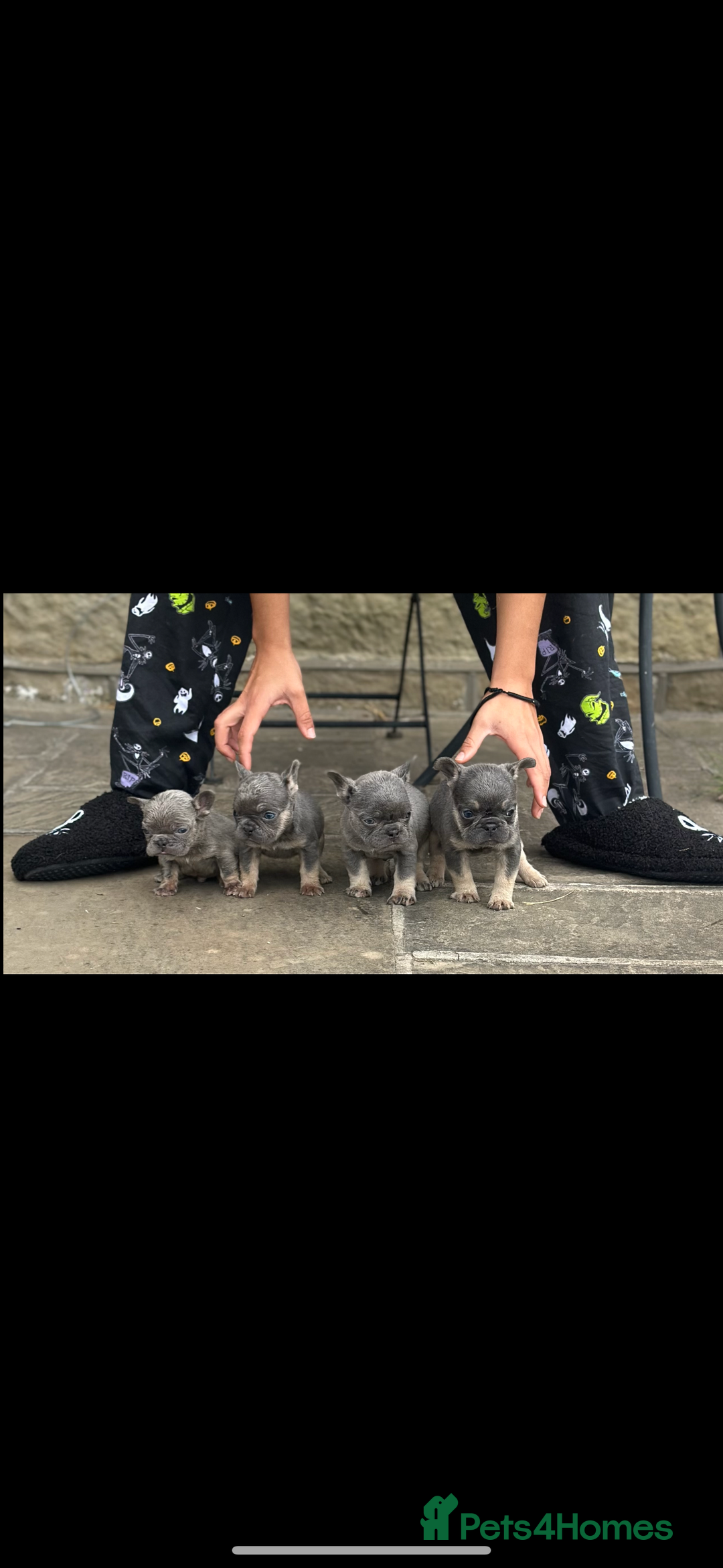 French Bulldog dogs for sale: miniature French bulldog carrying fluffy isabella - Image 21