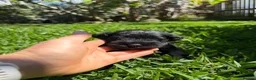 Miniature Schnauzer dogs for sale: Beautiful Pure Miniature Schnauzer Sweethearts  - Advert 11
