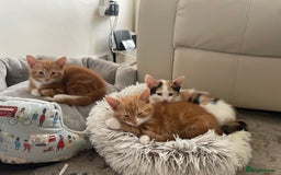 Mixed Breed cats for sale: Ginger boy - Image 6