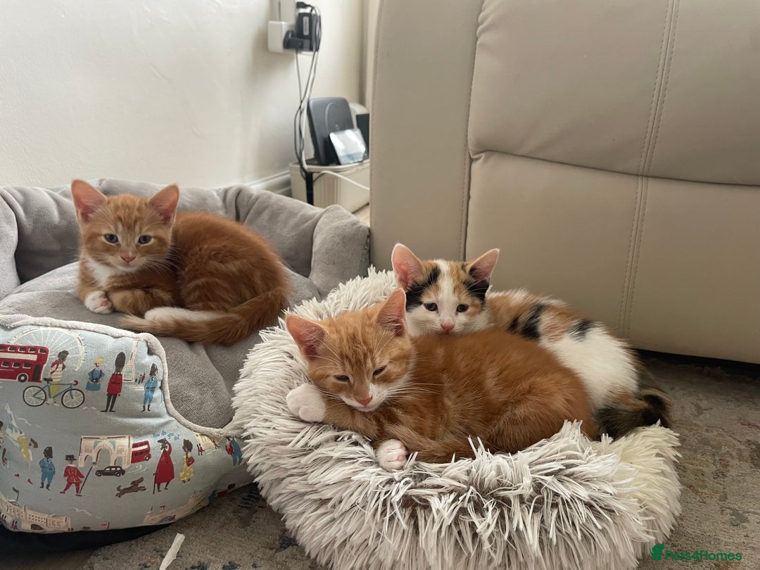 Mixed Breed cats for sale: Ginger boy - Image 6