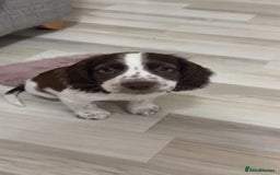 Mixed Breed dogs for sale: Puppy for sale  - Image 4