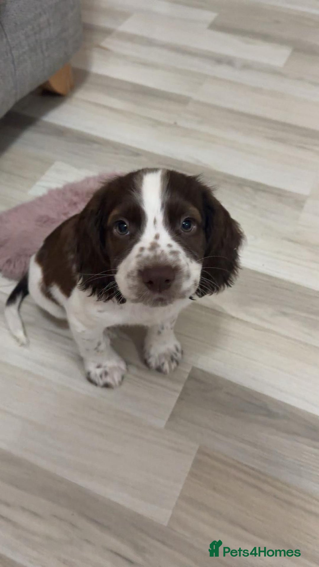 Mixed Breed dogs for sale: Puppy for sale  - Image 4