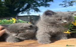 British Shorthair cats for sale: 3 PURE BSH kittens - Image 22