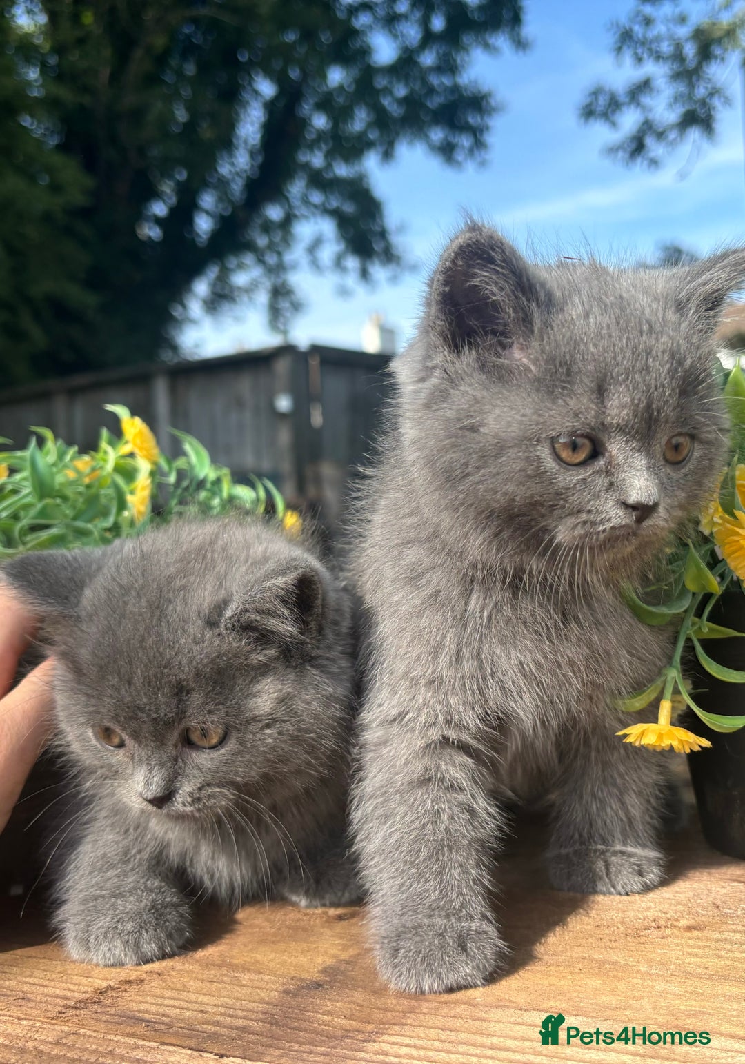 British Shorthair cats for sale: 3 PURE BSH kittens - Image 22