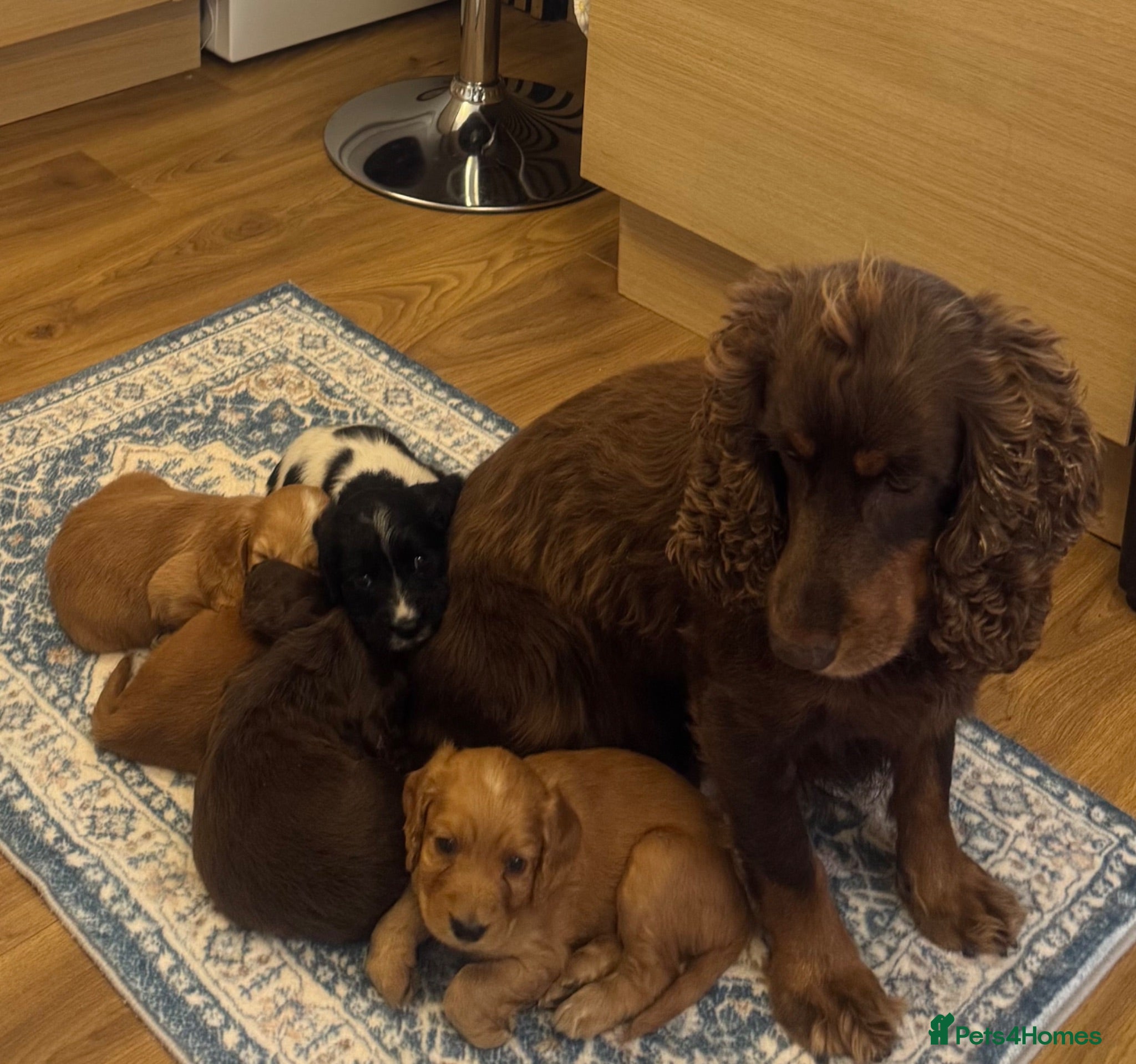 Cocker Spaniel dogs Beautiful litter of cocker spaniel puppies - Advert 1