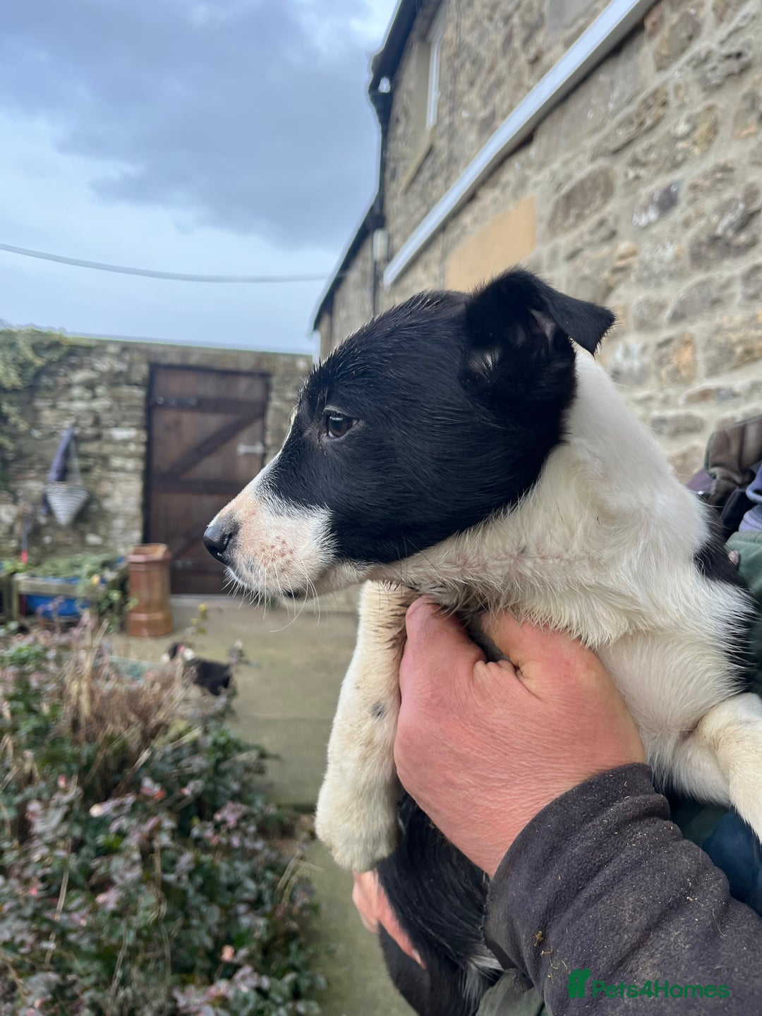 Border Collie dogs for sale: Working Border Collie Pups - Advert 4
