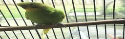 Parrots birds for sale: Premium Hand-Reared Parrots–Reserve Today in Leamington Spa - Advert 6