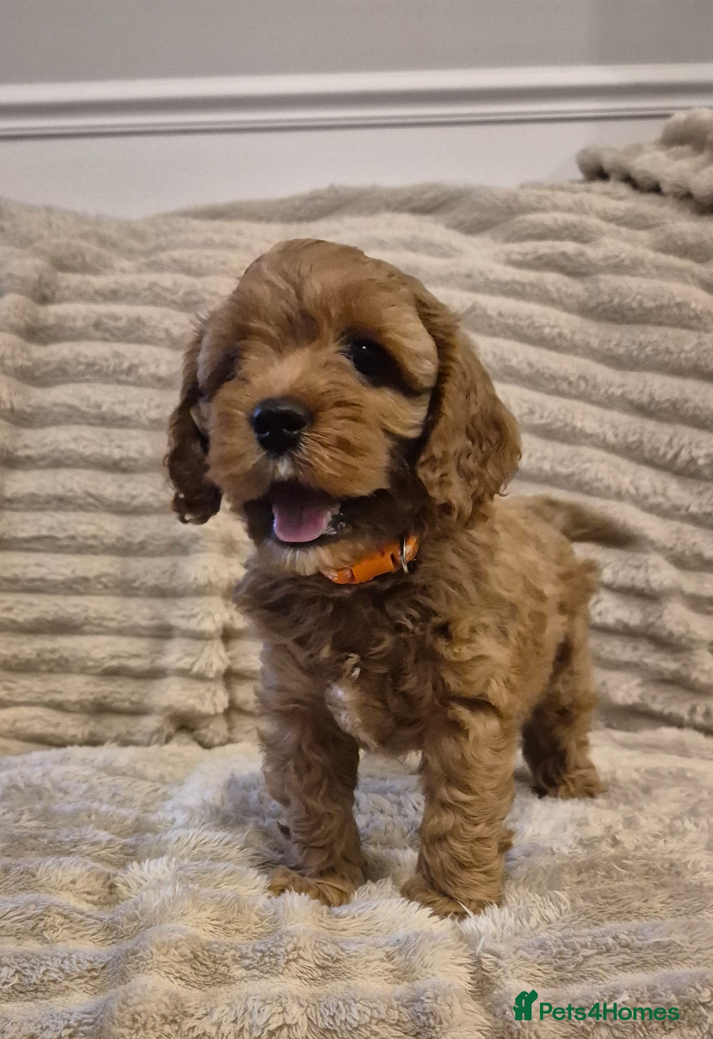 Cavapoo dogs Beautiful F1 Cavapoo puppies - Advert 3
